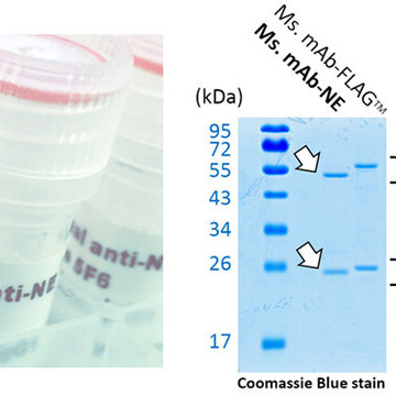 Monoclonal mouse anti-NE tag antibody (NE)