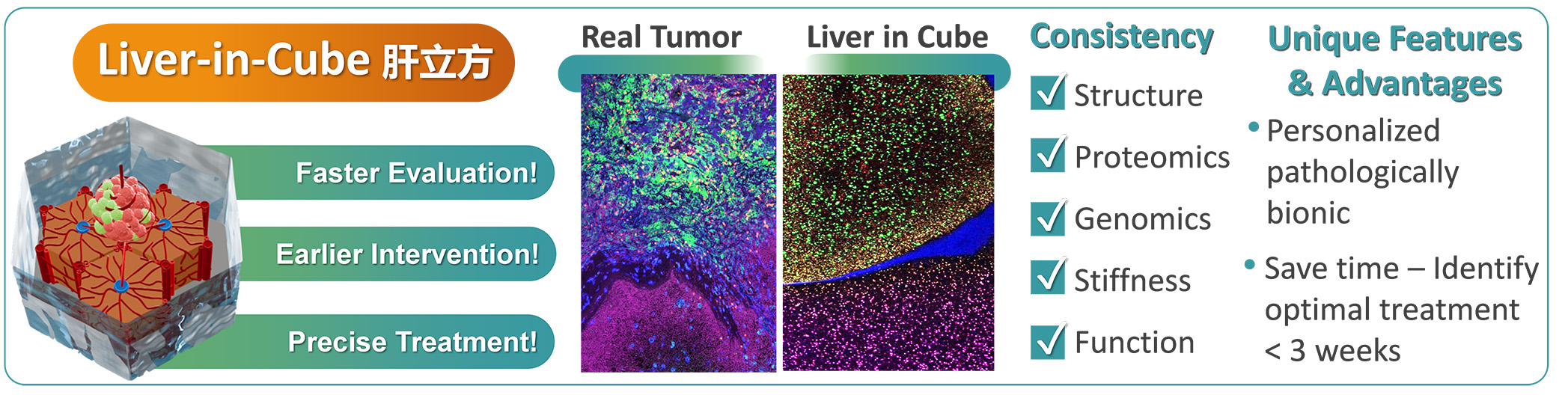 Liver-in-Cube